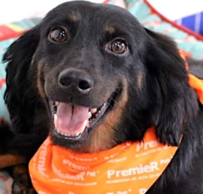 Cachorro ra a  idade 4 anos nome Isabelle
