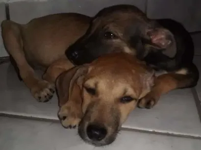 Cachorro raça Indefinida idade 2 a 6 meses nome Não tem