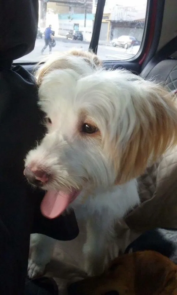 Cachorro ra a Srd idade 2 anos nome Boomer