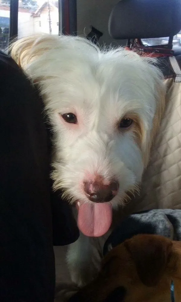 Cachorro ra a Srd idade 2 anos nome Boomer