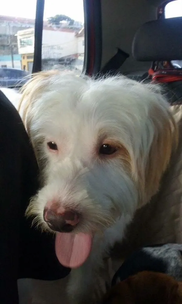 Cachorro ra a Srd idade 2 anos nome Boomer