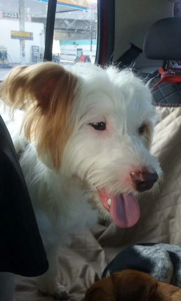 Cachorro ra a Srd idade 2 anos nome Boomer