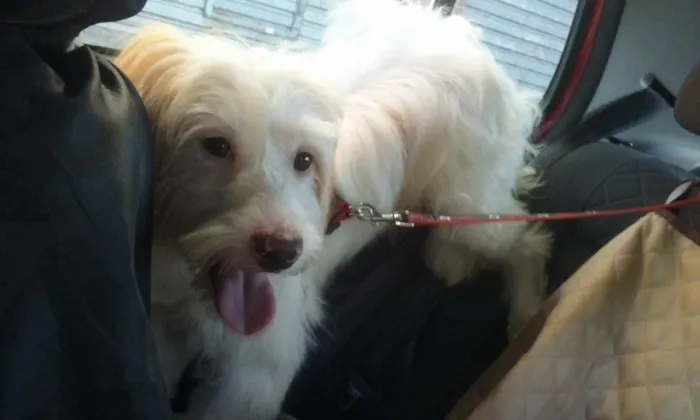 Cachorro ra a Srd idade 2 anos nome Boomer
