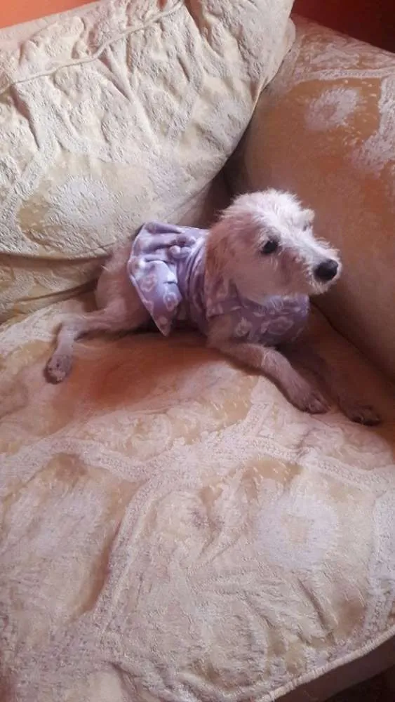 Cachorro ra a poodle idade 7 a 11 meses nome lalinha