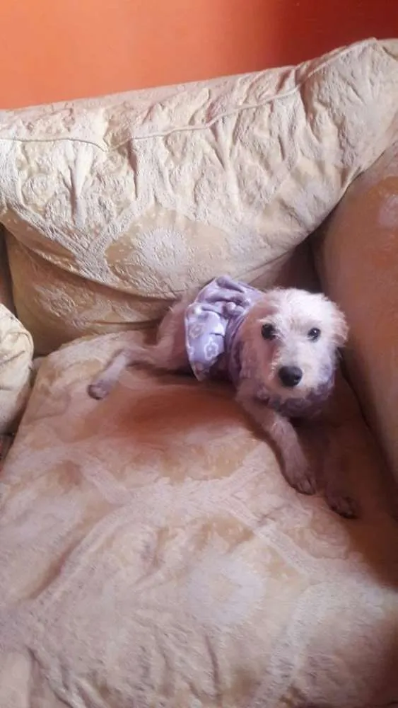Cachorro ra a poodle idade 7 a 11 meses nome lalinha