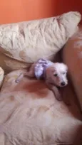 lalinha