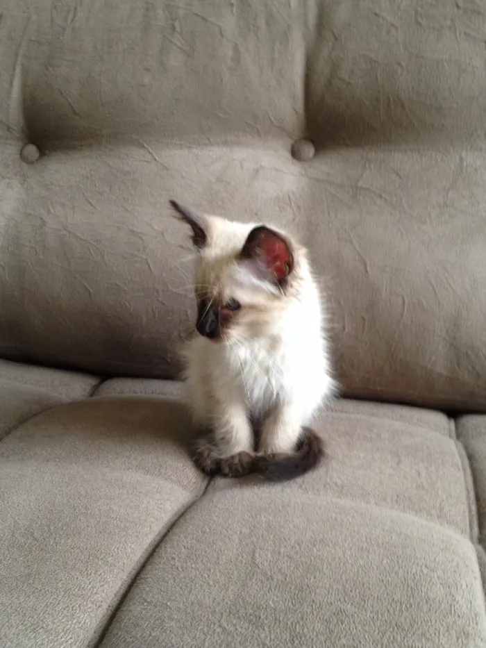Gato ra a Siamês  idade Abaixo de 2 meses nome Romeu