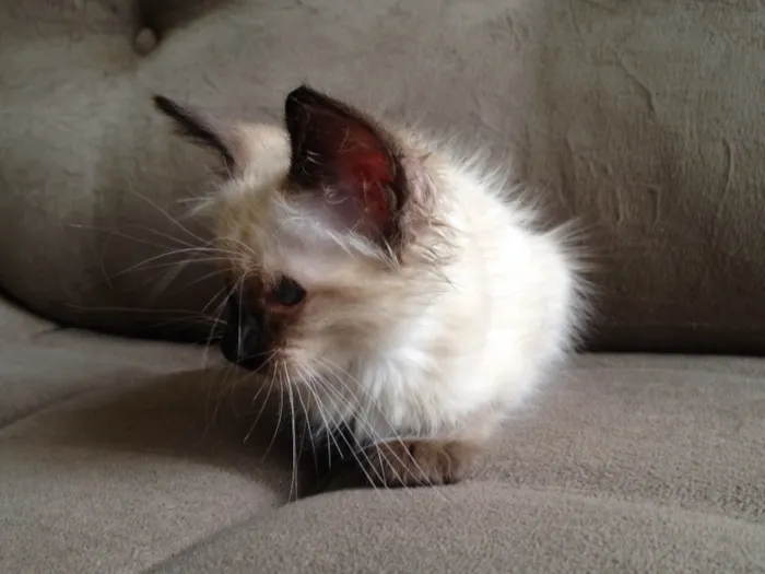 Gato ra a Siamês  idade Abaixo de 2 meses nome Romeu