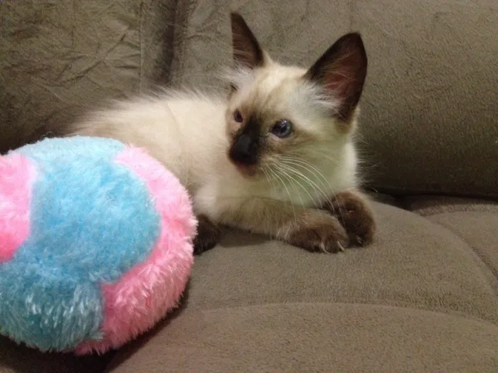 Gato ra a Siamês  idade Abaixo de 2 meses nome Romeu