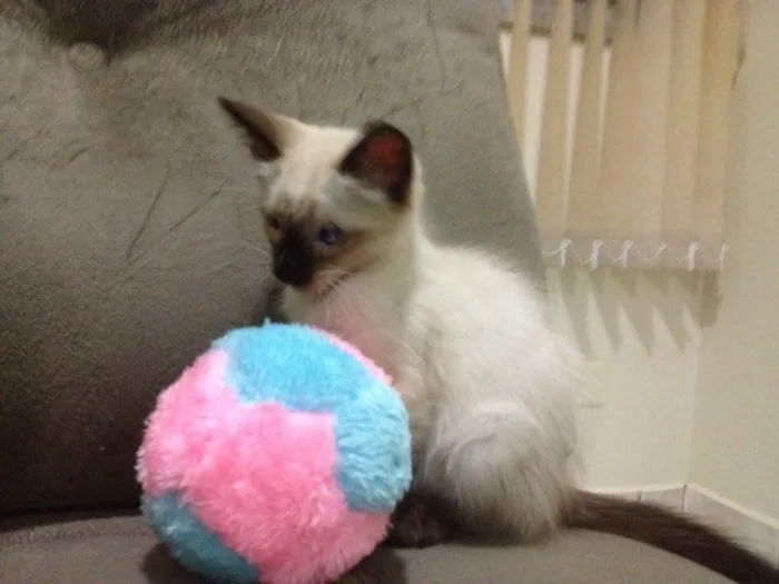 Gato ra a Siamês  idade Abaixo de 2 meses nome Romeu
