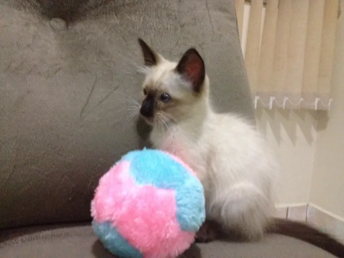 Gato ra a Siamês  idade Abaixo de 2 meses nome Romeu