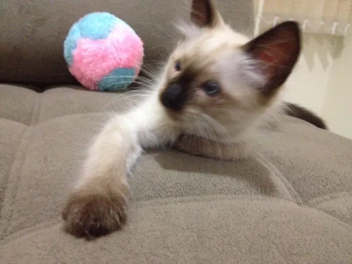 Gato ra a Siamês  idade Abaixo de 2 meses nome Romeu