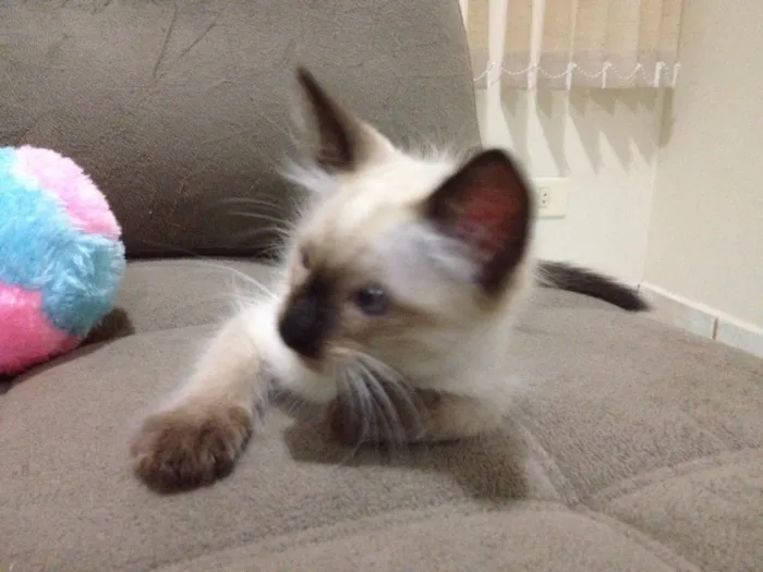 Gato ra a Siamês  idade Abaixo de 2 meses nome Romeu