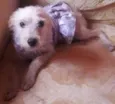 lalinha