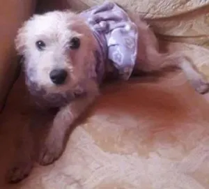 Cachorro raça poodle idade 7 a 11 meses nome lalinha