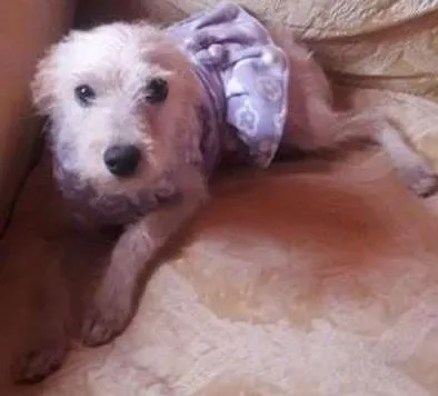 Cachorro ra a poodle idade 7 a 11 meses nome lalinha