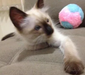 Gato raça Siamês  idade Abaixo de 2 meses nome Romeu