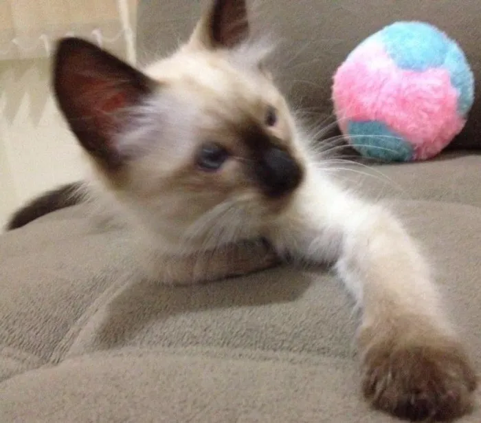 Gato ra a Siamês  idade Abaixo de 2 meses nome Romeu