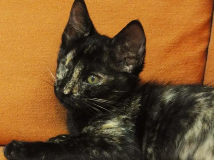 Gato ra a SRD idade 2 a 6 meses nome Donna