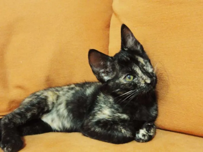 Gato ra a SRD idade 2 a 6 meses nome Donna
