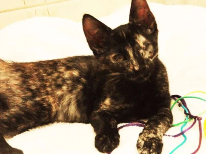 Gato ra a SRD idade 2 a 6 meses nome Donna