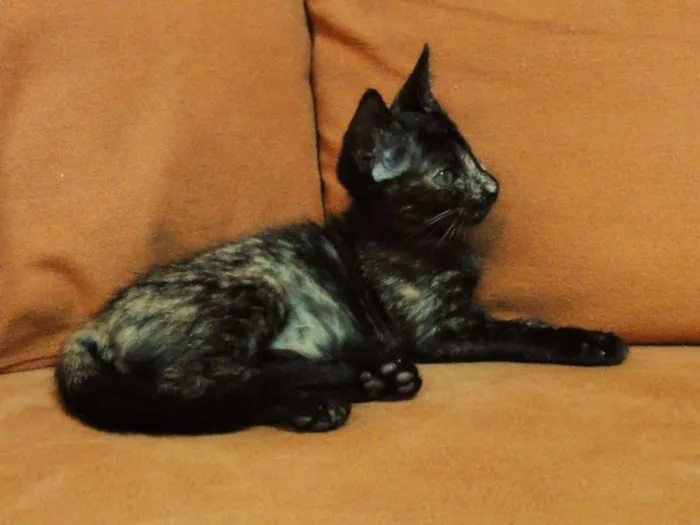 Gato ra a SRD idade 2 a 6 meses nome Donna