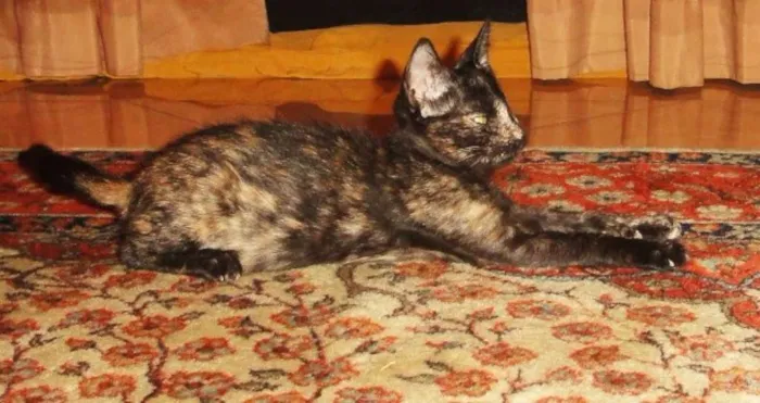 Gato ra a SRD idade 2 a 6 meses nome Donna