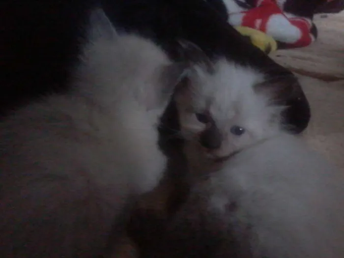 Gato ra a Siamês idade Abaixo de 2 meses nome Algodão