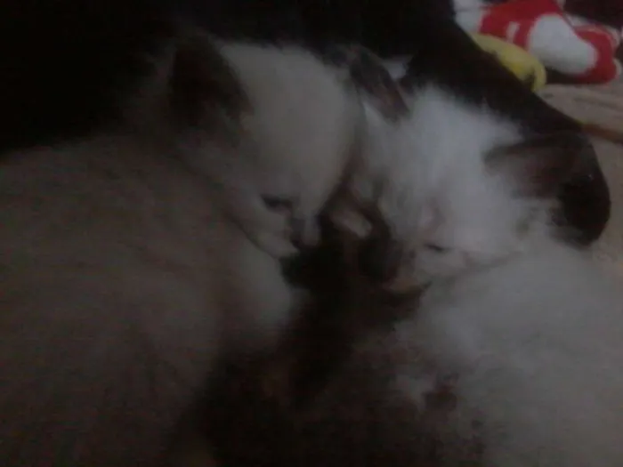 Gato ra a Siamês idade Abaixo de 2 meses nome Algodão