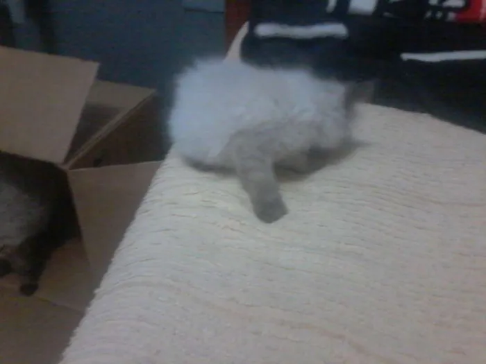 Gato ra a Siamês idade Abaixo de 2 meses nome Algodão