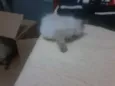 Algodão