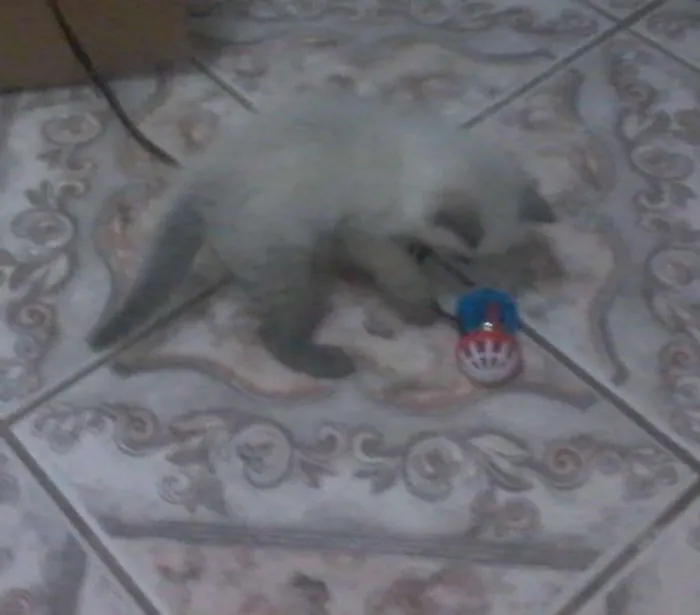 Gato ra a Siamês idade Abaixo de 2 meses nome Algodão