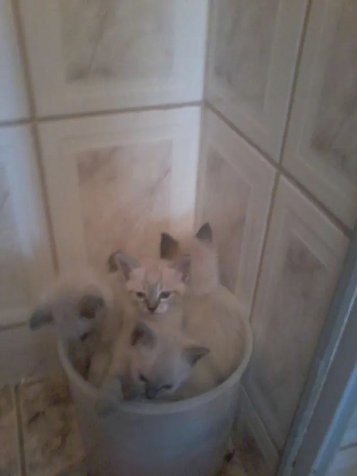Gato ra a Siamês idade Abaixo de 2 meses nome Algodão