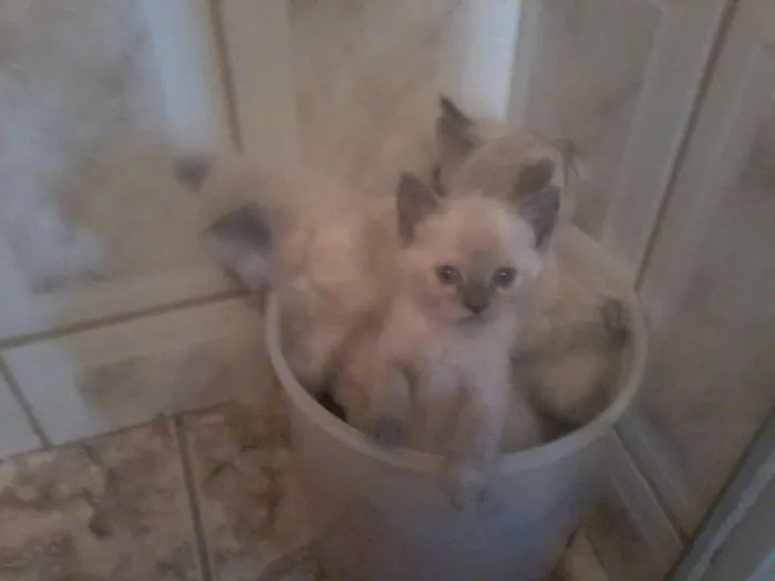 Gato ra a Siamês idade Abaixo de 2 meses nome Algodão