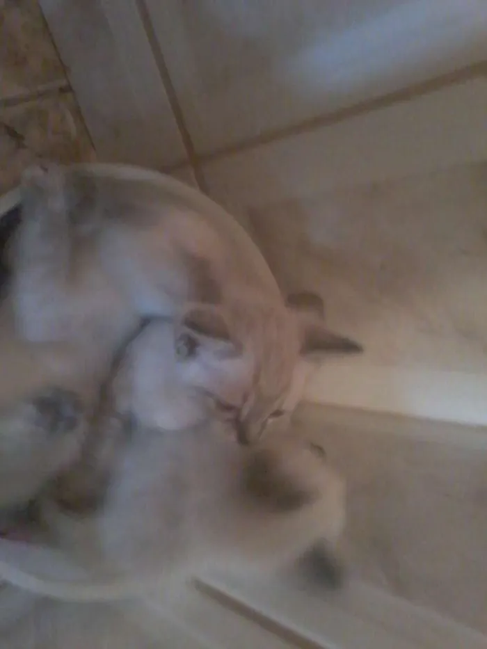 Gato ra a Siamês idade Abaixo de 2 meses nome Algodão