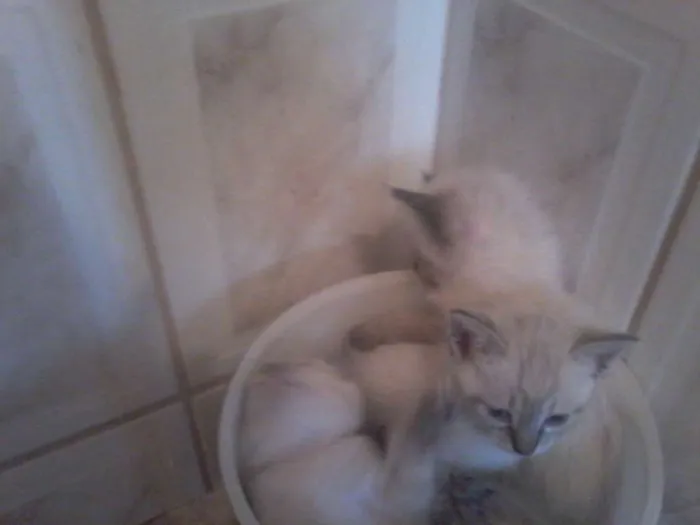 Gato ra a Siamês idade Abaixo de 2 meses nome Algodão