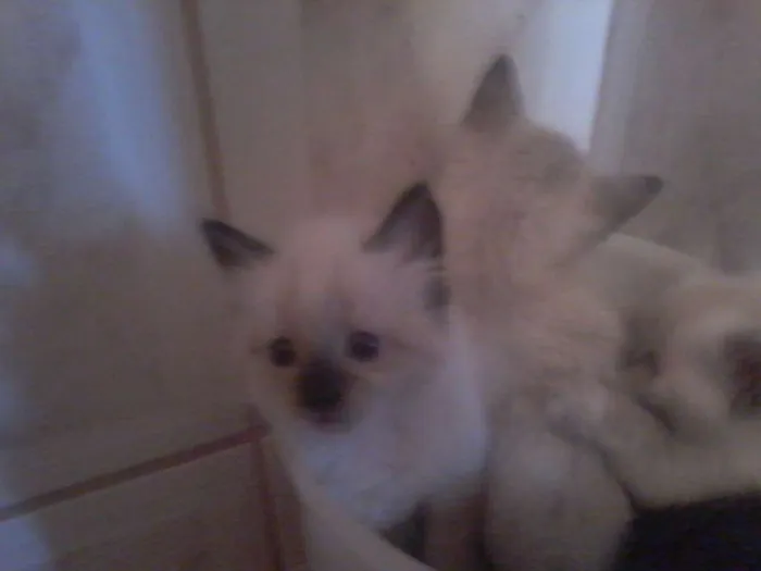 Gato ra a Siamês idade Abaixo de 2 meses nome Algodão