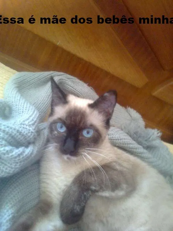 Gato ra a Siamês idade Abaixo de 2 meses nome Algodão