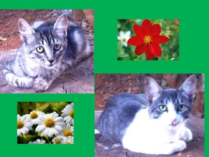 Gato ra a SRD idade 2 a 6 meses nome Babaloo e Ploc