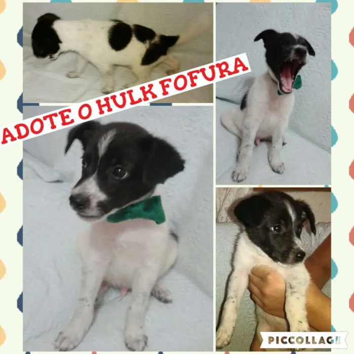 Cachorro ra a SRD idade 2 a 6 meses nome Hulk