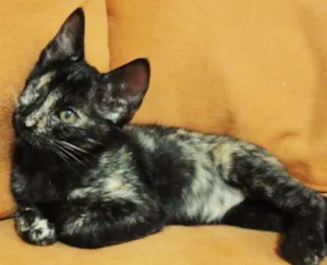 Gato raça SRD idade 2 a 6 meses nome Donna