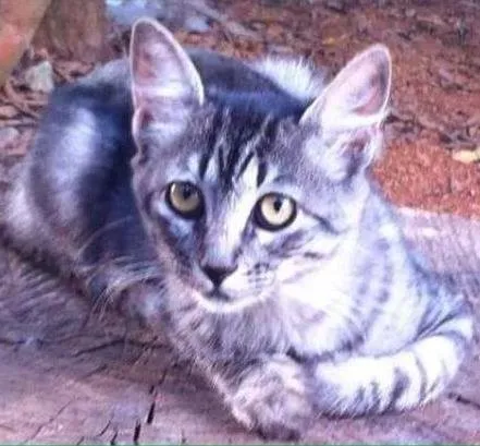 Gato ra a SRD idade 2 a 6 meses nome Babaloo e Ploc