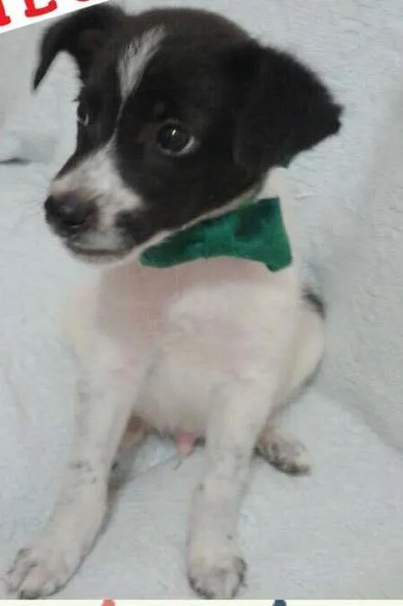 Cachorro ra a SRD idade 2 a 6 meses nome Hulk