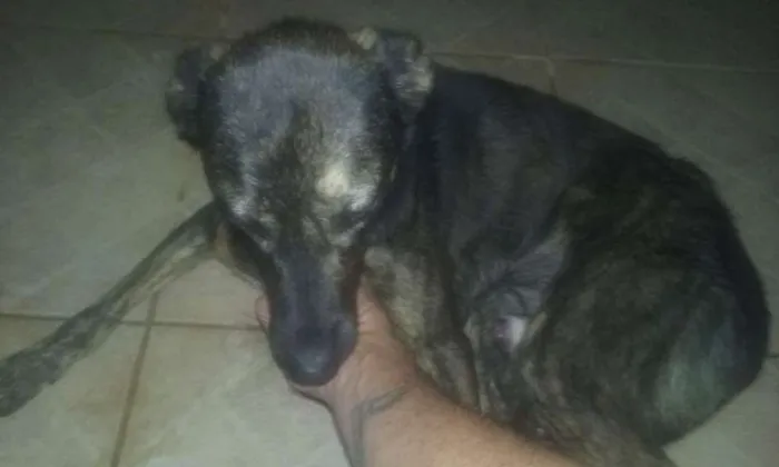 Cachorro ra a Srd idade 1 ano nome Billy