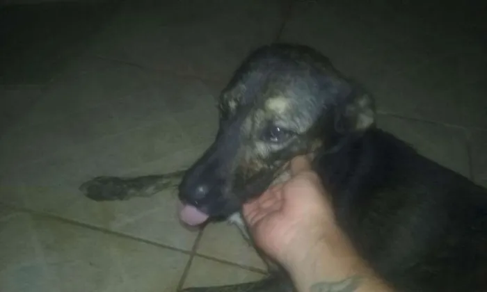 Cachorro ra a Srd idade 1 ano nome Billy