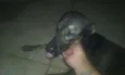 Billy