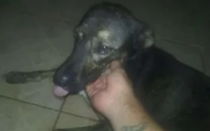 Cachorro raça Srd idade 1 ano nome Billy