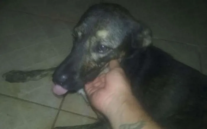 Cachorro ra a Srd idade 1 ano nome Billy