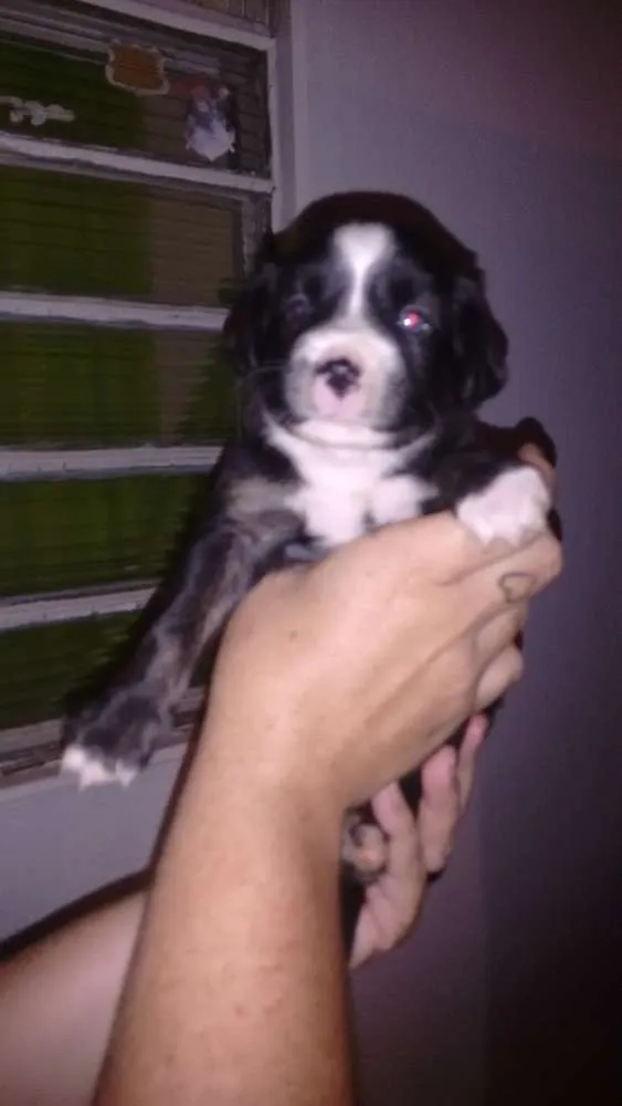 Cachorro ra a cooker / fox paulistinha idade 2 a 6 meses nome Pretinha