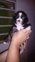 Pretinha